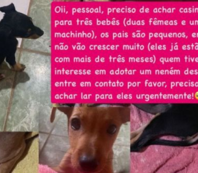 Screenshot-2024-11-12-at-09-05-38-ADOCAO-Familia-busca-novos-lares-para-filhotes-de-cachorro-em-Porto-Velho-Rondoniaovivo.com_